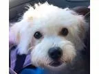 Adopt Cady a White - with Tan Yellow or Fawn Toy Poodle  Mixed d