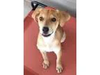 Adopt Kellen a TanYellowFawn Labrador Retriever  Mixed dog in Al