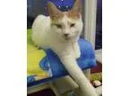 Adopt Paris a White (Mostly) Domestic Shorthair (short coat) cat