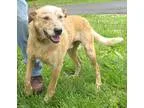 Adopt Dexter a White - with Red Golden Orange or Chestnut Blue H