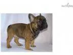 Female French Bulldog Puppy Available.