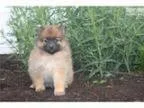 Toy Pomerian Puppy- all colors with health guara