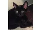 Adopt Prince a All Black Domestic Shorthair (short coat) cat in 