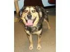 Adopt Cinna a BrownChocolate - with Black Australian Shepherd  M