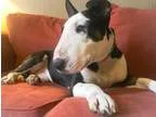 Adopt Bogie a Bull Terrier