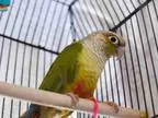 Adopt MORGAN a Conure bird in Pittsburgh PA (15649159)