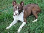 Adopt Vivian a Pit Bull Terrier