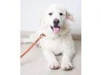 Adopt Rodeo D160708 PENDING ADOPTION a White Great Pyrenees  Mix