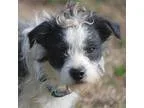 Adopt Bucky a White - with Black Terrier (Unknown Type Medium)  