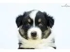 Meet &quotJunior&quot AKC Black-tri Super Loving Male
