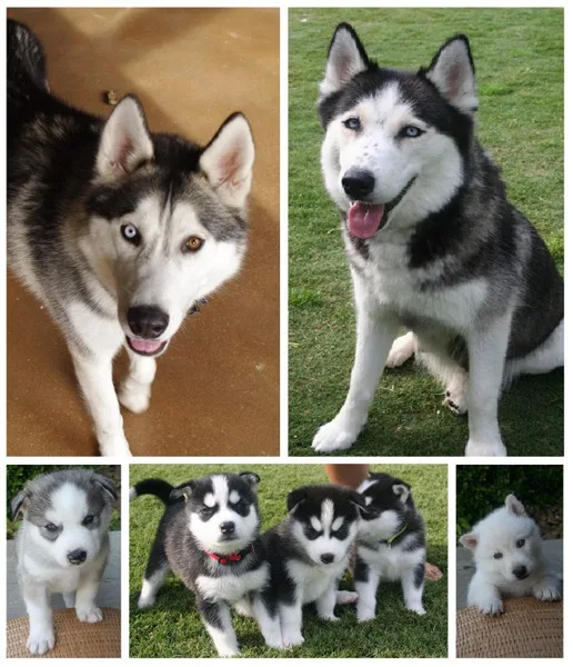 Siberian Husky Puppies