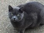 Adopt Nina  Offered by Owner  - Huntress Extraordinaire a Gray o