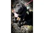 Adopt Kadee a Black Basset Hound  Labrador Retriever  Mixed dog 