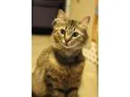 Adopt Mya a Brown Tabby Maine Coon (long coat) cat in Carlisle P