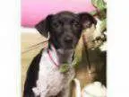 Adopt Jerri - Adopted a English Pointer