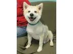 Adopt Charlie a White American Eskimo Dog  Spitz (Unknown Type