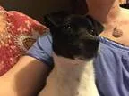 Adopt Bopsy a Rat Terrier  Mixed dog in Redmond WA (15730180)