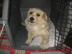 Adopt Kealy a West Highland White Terrier Westie Terrier