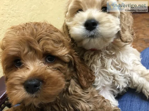 Cockapooschampion pups