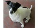 Adopt Mickey (Sacramento) a Jack Russell Terrier
