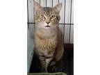 Adopt Hylas a Brown Tabby Domestic Shorthair (short coat) cat in