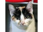 Adopt Mary a Domestic Short Hair