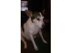 Adopt Bucky a Rat Terrier