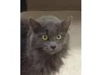 Adopt Jewel a Domestic Long Hair
