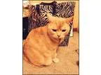 Adopt XP Buddy (DECLAWED) a Cream or Ivory Scottish Fold  Mixed 
