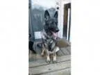 Adopt Kesha a German Shepherd Dog