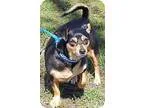 Adopt Baby(18 lb) Great Family Pet a Tricolor (TanBrown and Blac
