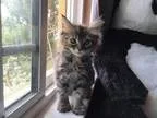 Adopt Twiggy a Domestic Mediumhair  Mixed (medium coat) cat in D