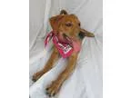Adopt Leslie a RedGoldenOrangeCh estnut - with White Golden Retr