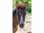 Adopt Nova a Bay DonkeyMuleBurroHi nny horse in Malvern IA (1567