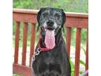 Adopt Lucy a Black Pointer  Mixed dog in Ann Arbor MI (15556441)