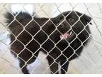 Adopt CHARLES a Chow Chow Newfoundland Dog
