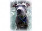 Adopt Blue Belle (Sweet and Shy Lady Good with Kids) a Pit Bull