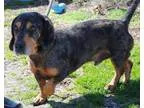 Adopt Briar a Basset Hound
