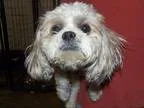 Adopt Copper a Shih Tzu
