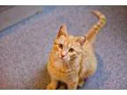 Adopt Kelly a Domestic Short Hair Tabby - Orange