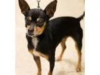 Adopt Jelly Bean a Black - with Tan Yellow or Fawn Miniature Pin