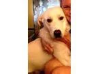 Jojo - Female Domestic Shorthair Mix