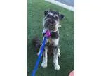 Adopt MADDEN a Schnauzer Poodle