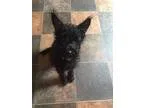 Adopt Fritz a Black Schnauzer (Standard)  Mixed dog in Somerset 
