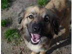 Adopt Tilly a Shepherd
