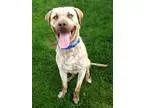 Adopt Turk a Brindle Pit Bull Terrier  Mastiff  Mixed dog in Joh
