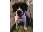 Adopt Floki (JS) a White - with Black Pointer  Labrador Retrieve