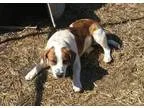 Adopt Chessie a Labrador Retriever