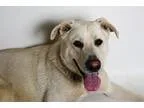 Adopt Dutch a White Shepherd (Unknown Type)  Labrador Retriever 