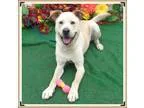 Adopt MACINTOSH a TanYellowFawn Labrador Retriever  Mixed dog in